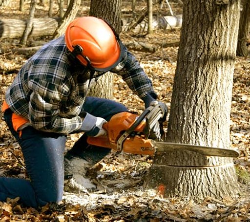Tree Removal in Hollins, AL
